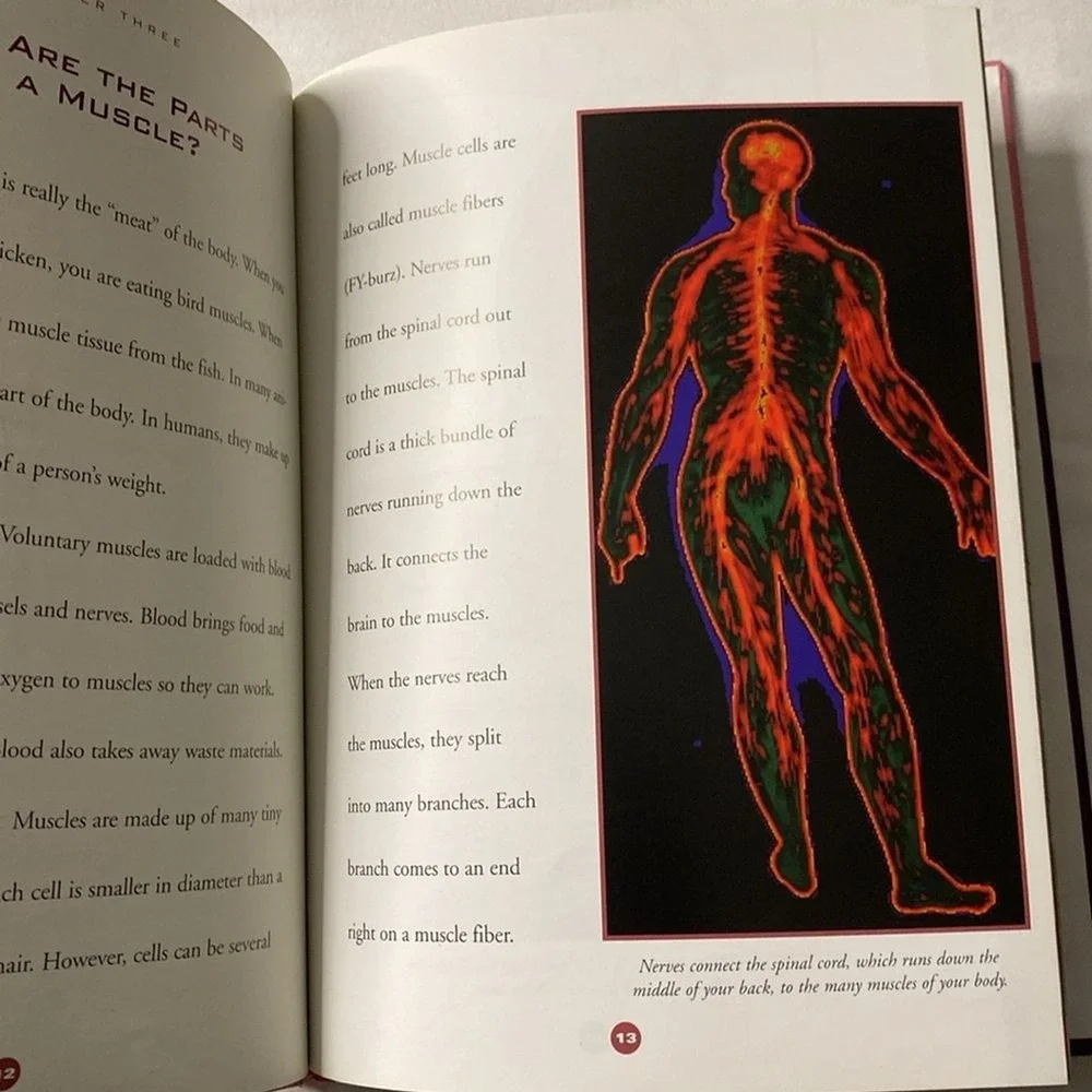 The Human Body The Muscular System by Susan Gray Elementary Library Kid Learning